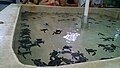 Teknősök medencéje