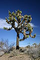 Yucca brevifolia 短叶丝兰木 Joshua tree