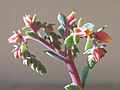 Echeveria sp. fleurie