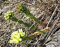 Sempervivum globiferum subsp. hirtum, Mödlinger Klause, Niederösterreich