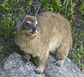 Капский даман (Procavia capensis)