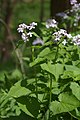 Lunaria rediviva