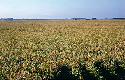 Sollana (comarca Ribera del Júcar - València), 8 de setembre de 2001