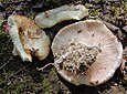 Fransen-Milchling (Lactarius citriolens)