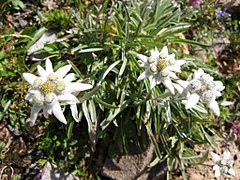 Photographie de plantes qui ont trois fleurs blanches et un feuillage vert, présentes dans un éboulis.