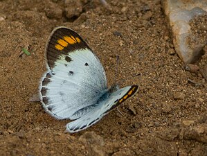 Dorsal view (female)