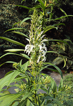 Kant-lobelie nicotianifolia 02. jpg