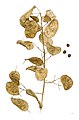 Silikle Lunaria annua – MHNT