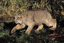 Lince-do-canadá