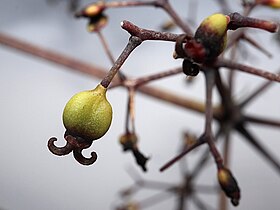 Close up of developing fruit with style and calyx attached