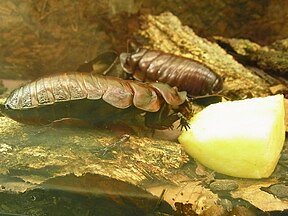 Australische Großschabe (Macropanesthia rhinoceros)