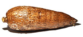 Photograph of oblong brown tuber