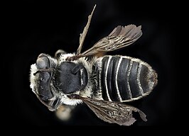 Megachile integra