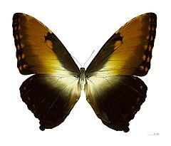 Morpho hecuba hecuba MHNT dos.jpg