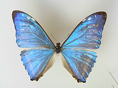 西风闪蝶 Morpho zephyritis