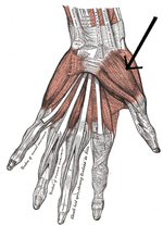 Miniatura para Músculo abductor corto del pulgar