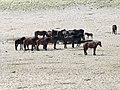 Wildpferde in der Namib