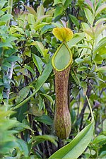 Miniatuur voor Nepenthes alata