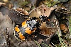 Европейски гробищен бръмбар (N. vespillo)