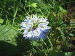 Vignette pour Nigelle de Damas