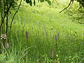 Vstavač nachový (Orchis purpurea) na lokalitě Milská stráň