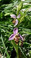 Ophrys bécasse (Ophrys scolopax).