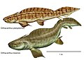 Orthacanthus