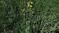 Põld-kapsasrohi Brassica rapa subsp. oleifera