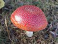 Rød Fluesvamp, Amanita muscaria. Kulinarisk værdi: [2]