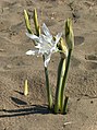 Pancratium maritimum habitat em Itália