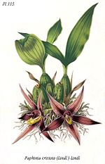 Miniatura para Paphinia cristata