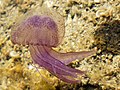 7 - Mauve stinger jellyfish
