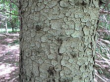 bark