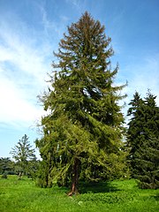 Picea koyamai