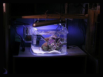 Small Saltwater Tank