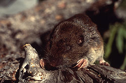 囊頰地鼠；圖片來源：Wiki