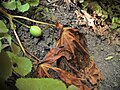 Fruit du podophylle pelté.