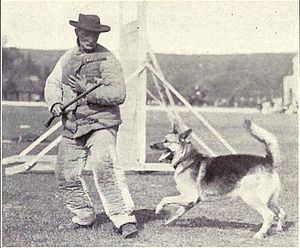 Police dog training from 1915