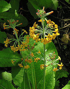 Primula prolifera