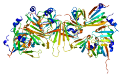 Protein SNRPN PDB 1d3b.png