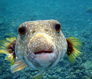 A Puffer Fish,Arothron hispidus is kissing my ...