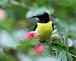 Violettgumpad solfågel (Leptocoma zeylonica) i Kolkata, Västbengalen i Indien.