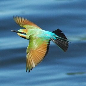 Regenbogenspint (Merops ornatus)