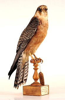 A mounted specimen of a red-footed falcon Red-footed Falcon.jpeg