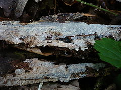 Resinicium bicolor 64414.jpg