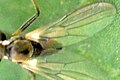 Rhamphomyia pilifer wing detail