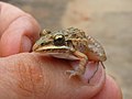 Miniatura para Leptodactylus sertanejo