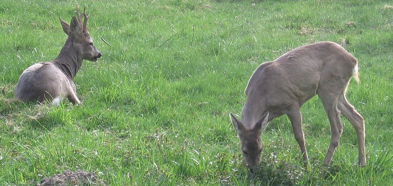 Archivo:Sarny-rezerwatBiałowieża.jpg