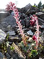 Saxifraga federici-augusti ssp. grisebachii bot-garten goettingen.JPG