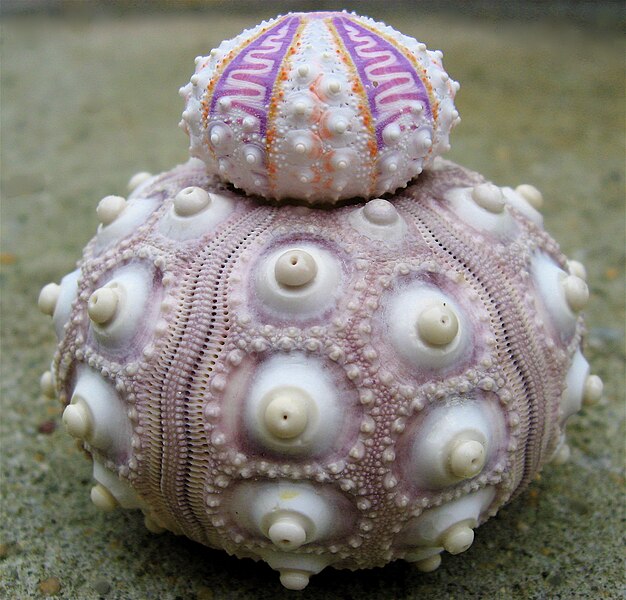 http://upload.wikimedia.org/wikipedia/commons/thumb/7/77/Sea_urchin_tests.jpg/626px-Sea_urchin_tests.jpg